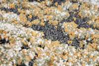 meghanlalee-boa460gree