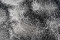 meghanlalee-dmc800anth