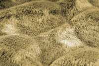 meghanlalee-dmc800hone